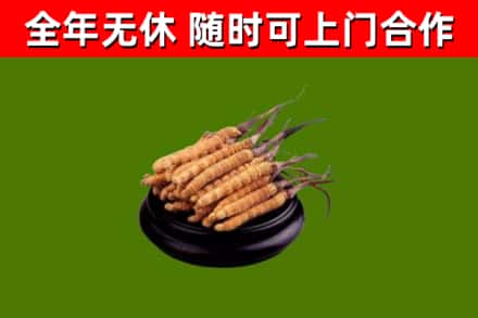 道里区回收冬虫夏草