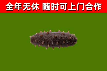 道里区回收海参干